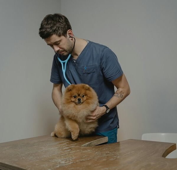 animal health care advice